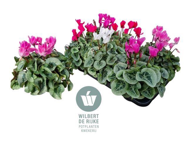 <h4>Cyclamen MD 'Rembrandt'</h4>