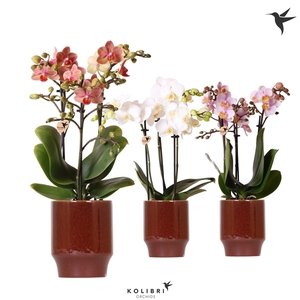 Kolibri Orchids Phalaenopsis mix 3 spike in Classy pot red