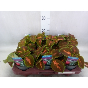 Plectranthus col. 'MSt Gardner Str'