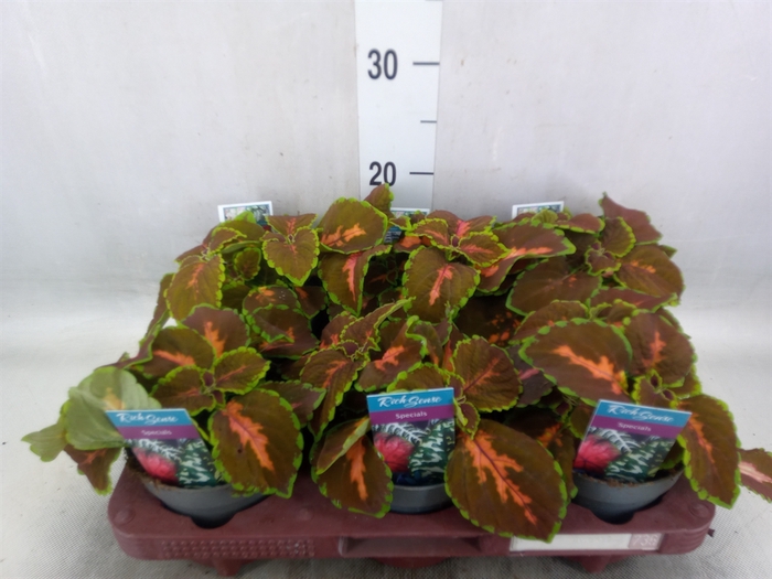 <h4>Plectranthus col. 'MSt Gardner Str'</h4>