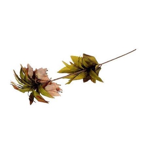 Stem Fritillaria L77