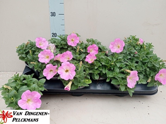 <h4>PET AL TU ROSE</h4>