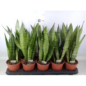 Sansevieria zeylanica