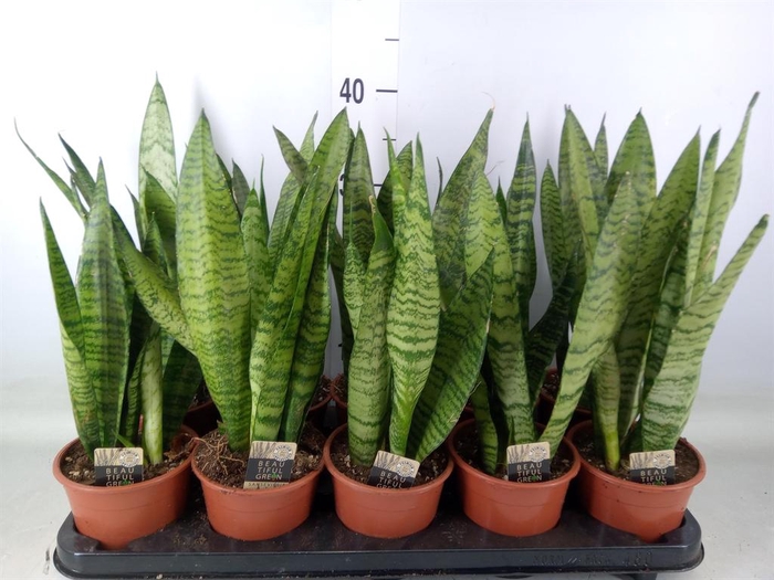 <h4>Sansevieria zeylanica</h4>