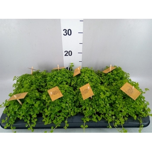 Pilea depressa