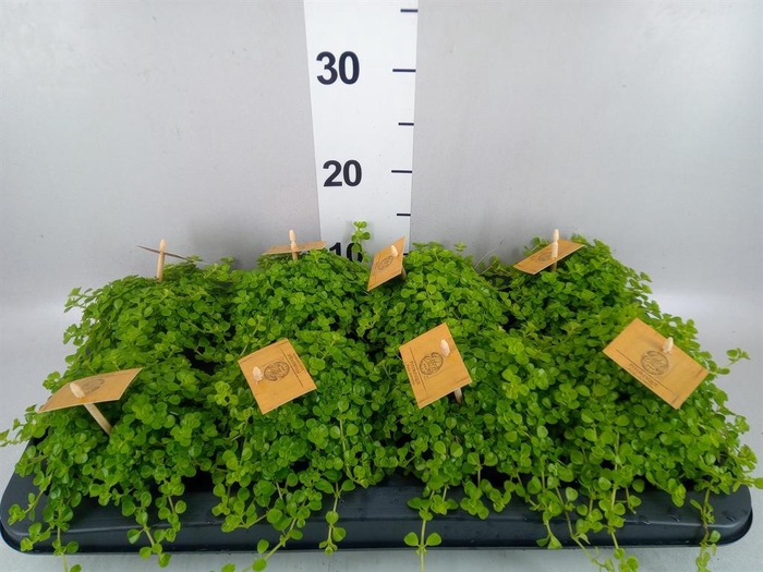 <h4>Pilea depressa</h4>
