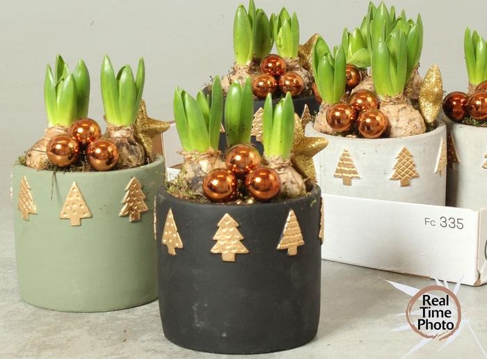 <h4>ARR HYACINTH</h4>