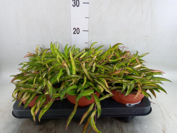 <h4>Hoya wayetii 'Tricolor'</h4>