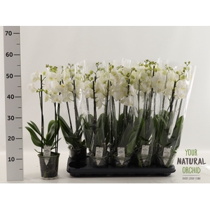 PHAL AN INVERNESS