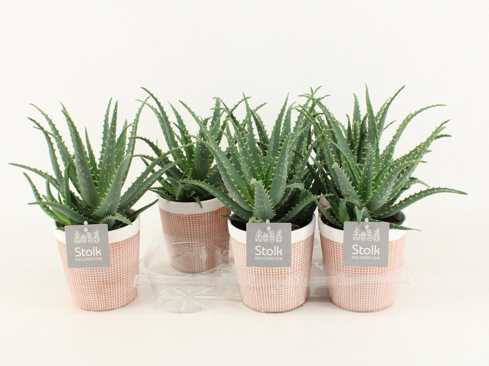 <h4>Aloe Arborescens Keramiek Terracotta</h4>
