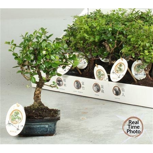 Bonsai Gem