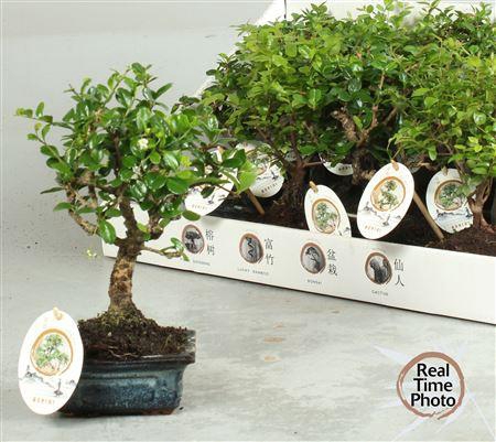 <h4>Bonsai Gem</h4>