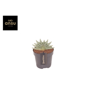 Sansevieria Inti Mini No. 3