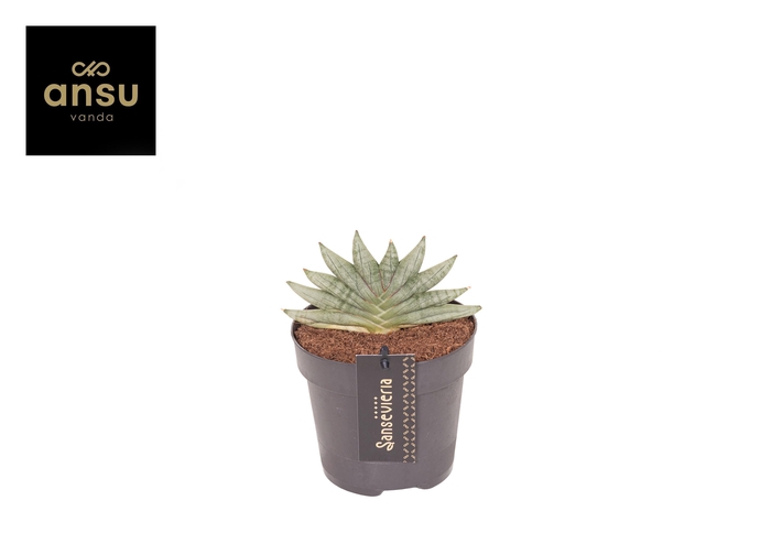<h4>Sansevieria Inti Mini No. 3</h4>