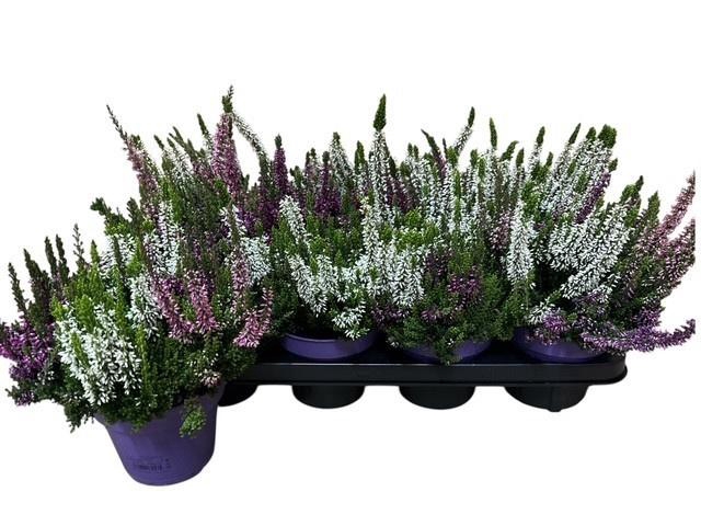 <h4>CALLU BL STARLI GEM</h4>