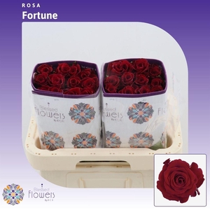 Rosa gr Fortune