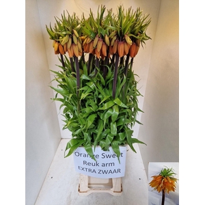 FRIT IMP ORANG SWEET