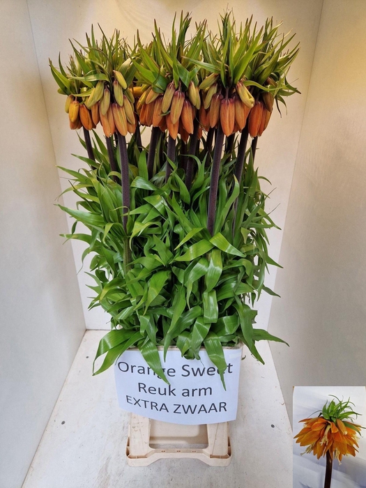 <h4>FRIT IMP ORANG SWEET</h4>