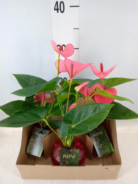 <h4>Planten ..mix</h4>