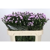 Aster Astee Pink Pearl