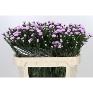 Aster Astee Pink Pearl