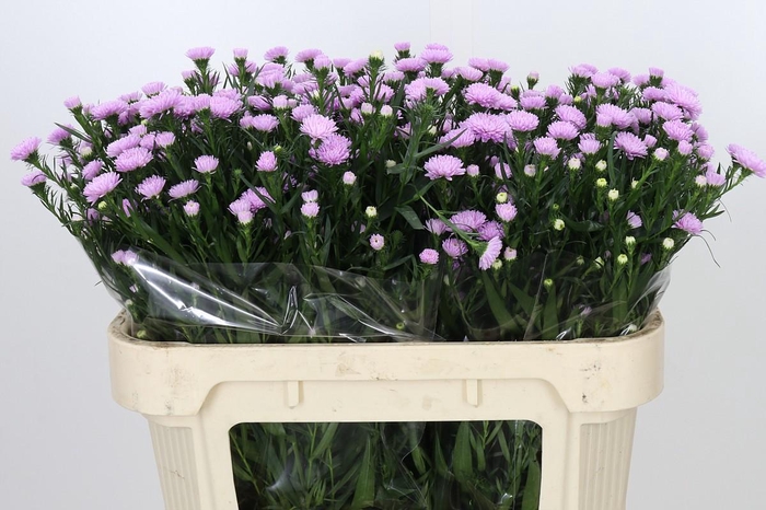<h4>Aster Astee Pink Pearl</h4>