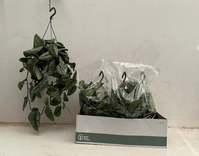 <h4>SCIND PICT ARGYRAEUS</h4>