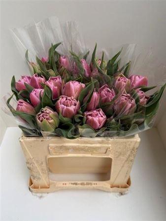 <h4>Tu Du Dressing</h4>