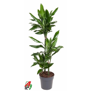 Dracaena Janet Lind 60-30-15