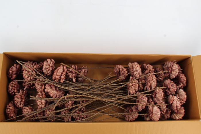 <h4>Stick Shola ArtichokeØ12 O.Pnk</h4>