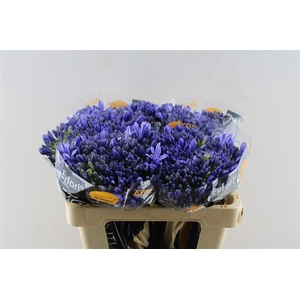 Agapanthus Eyfori Blue 50cm