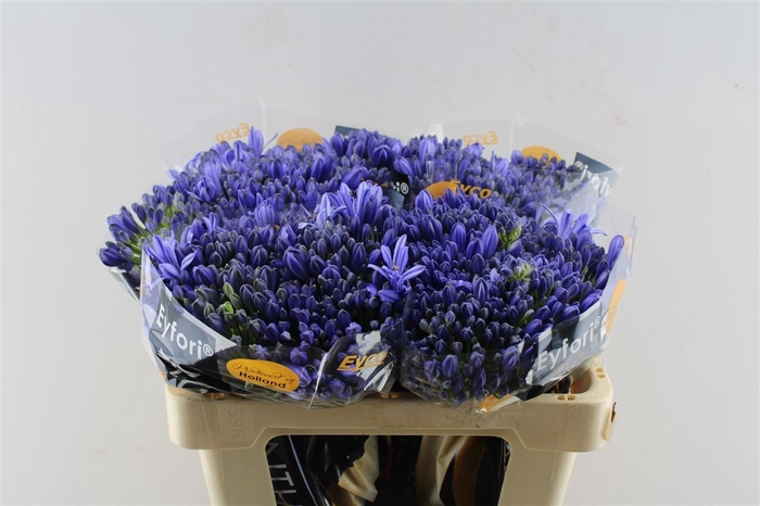 Agapanthus Eyfori Blue 50cm