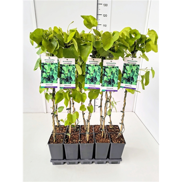 <h4>Aristolochia macrophylla 80CMC2</h4>