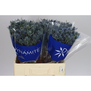 Eryngium Blue Dynamite
