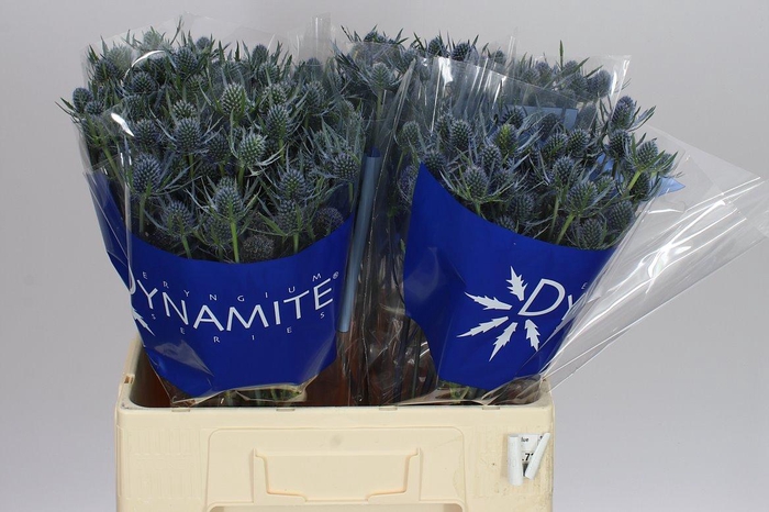 <h4>Eryngium Blue Dynamite</h4>