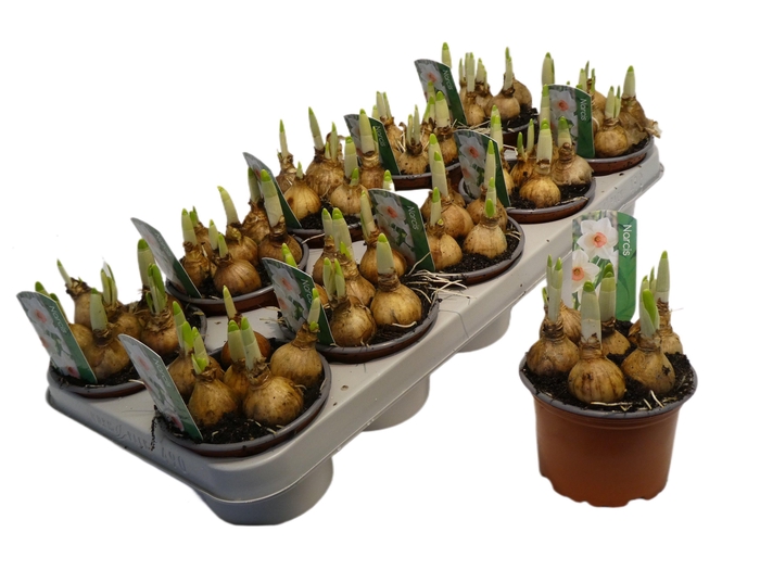 <h4>Narcis Sophia</h4>