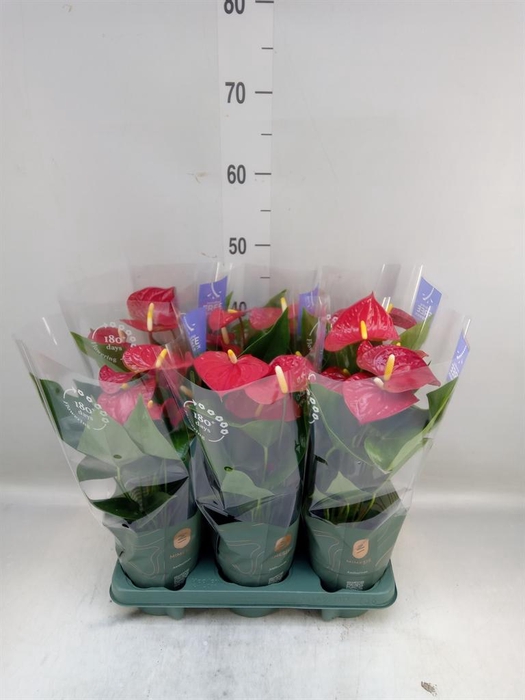 <h4>Anthurium andr. 'Karma Red'</h4>