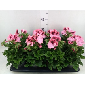 Pelargonium gran.   ..
