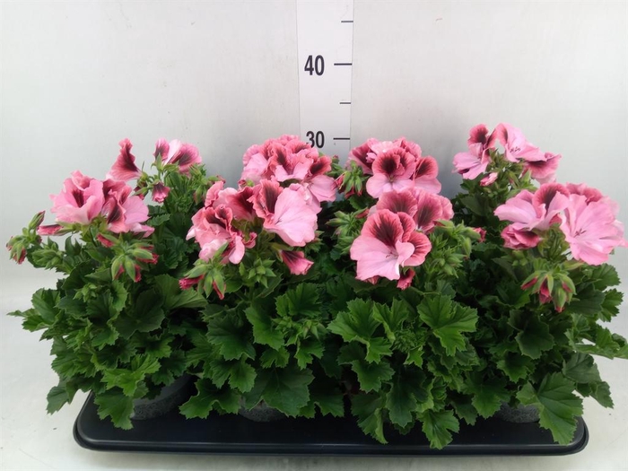 <h4>Pelargonium gran.   ..</h4>