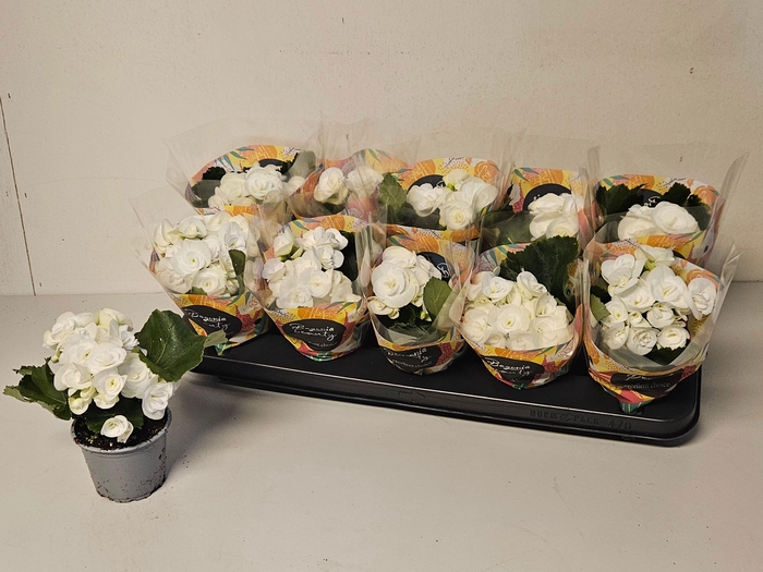 <h4>BEG HL CLARA</h4>