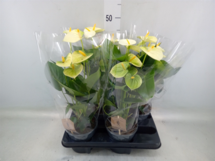 <h4>Anthurium andr. 'Vanilla'</h4>