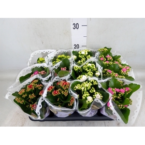 Kalanchoe blos.   ..rosebud mix  5