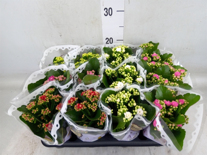 <h4>Kalanchoe blos.   ..rosebud mix  5</h4>