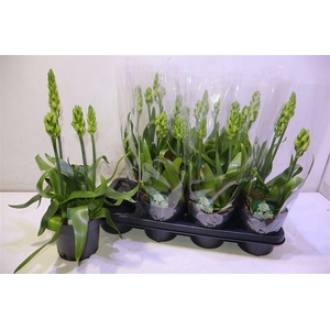 arr8 Ornithogalum Thyrsoi