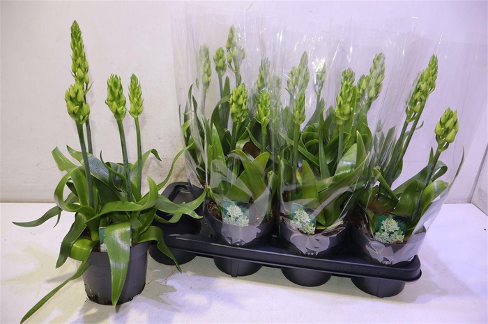 <h4>arr8 Ornithogalum Thyrsoi</h4>