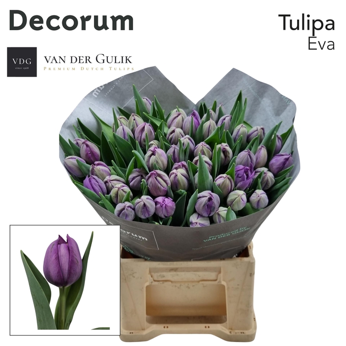 <h4>Eva Dubbel Paars Eva Dubbel Paars</h4>