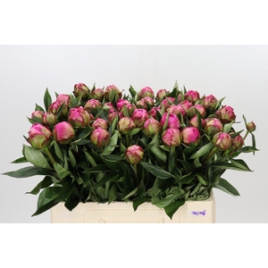 Paeonia Dr A Fleming
