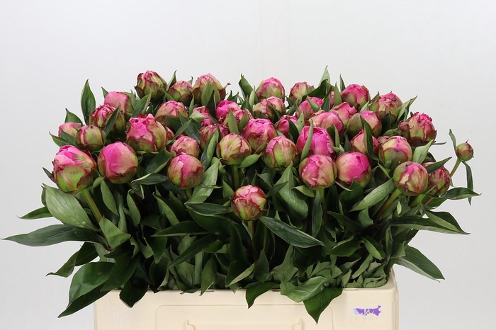 Paeonia Dr A Fleming