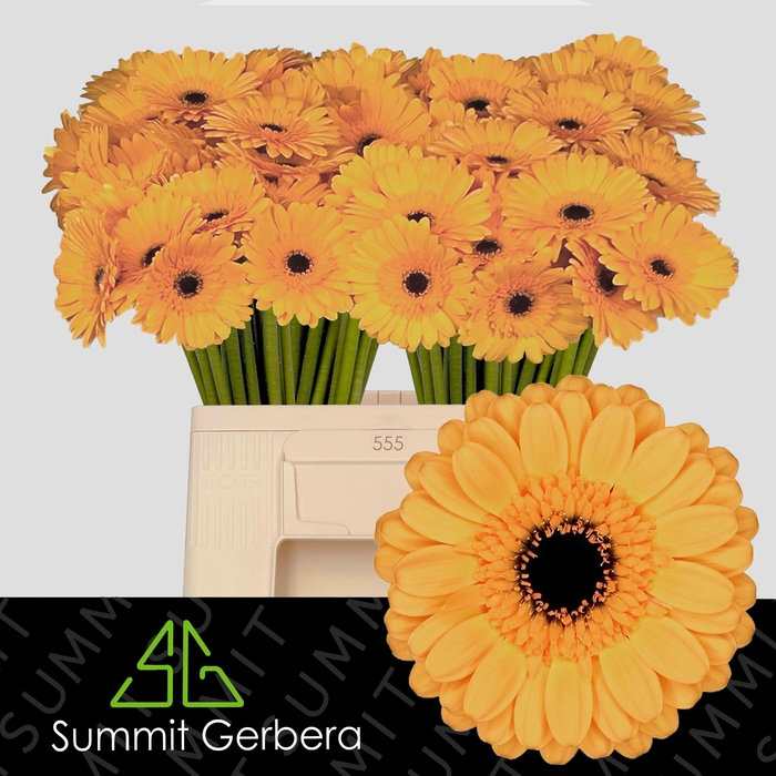 <h4>Ge Mi Tweety</h4>
