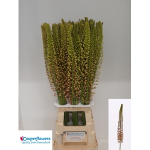 EREMURUS ROMANCE